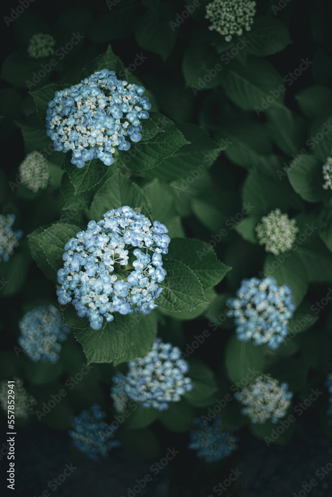 Beautiful flowers of Japan's four seasons Beautiful flowers of Japan's four seasons