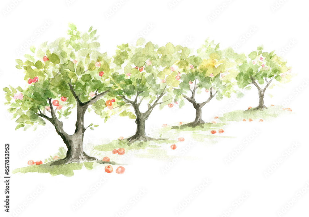 Apple orchard. Watercolor illustration, trees with ripe fruit.