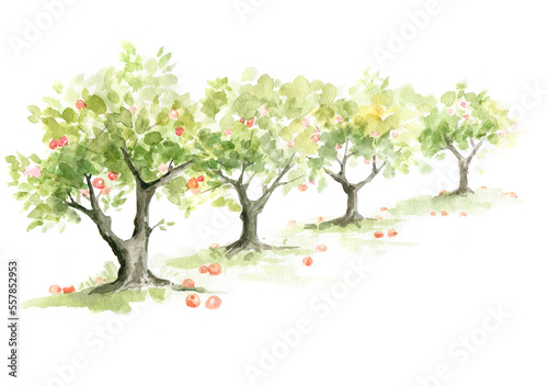 Foto Apple orchard. Watercolor illustration, trees with ripe fruit.