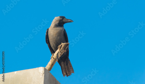 A domestic crow sitting on a wall with blurred blue background and selective focus.
