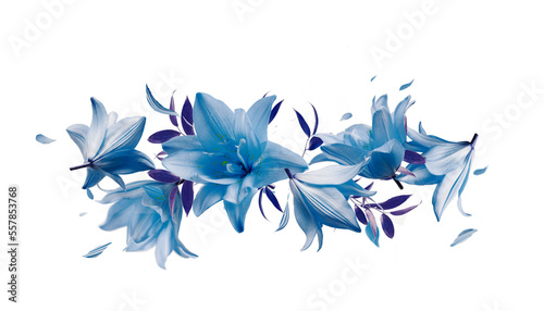 Border of flying blue lily flowers and petals, isolated