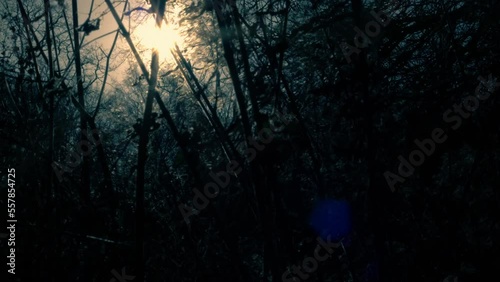 Dark eerie vergrown forest silhouette at dusk against sun setting  photo