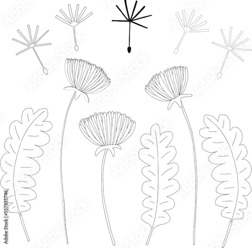 Line drawn wild flower, dandelion, white black, easy to change color, flower, leaf, seed vector drawing.