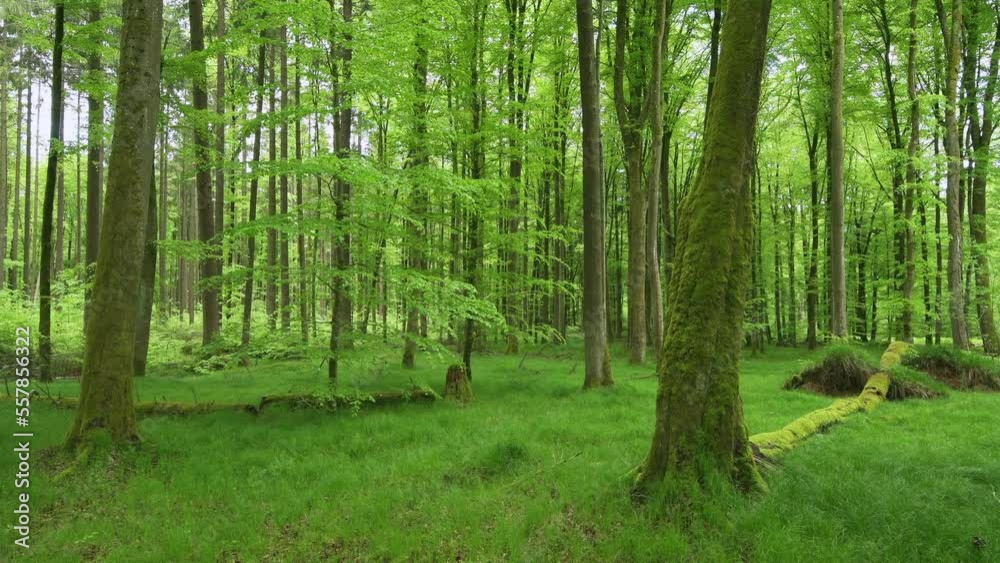 Vital green forest in spring. Bavaria, Germany Vital green forest in spring. Bavaria, Germany