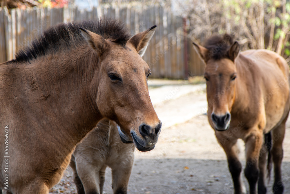 Przewalski's horse. Brown horses portrait. Animal face in profile. Przewalski's horse. Brown horses portrait. Animal face in profile.