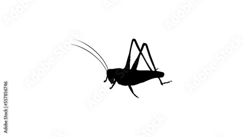 grasshopper silhouette photo