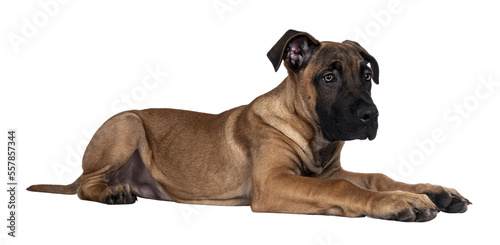 Handsome Boerboel / Malinois crossbreed dog, laying down side ways. Head up, looking ahead with mesmerizing light eyes. Isolated cutout on transparent background.