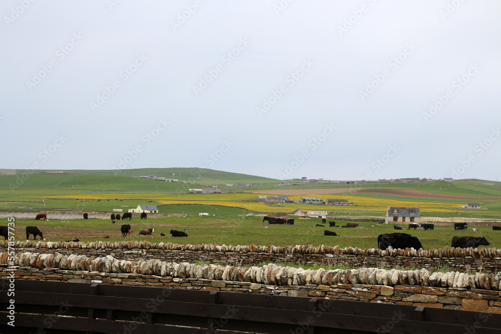 Obraz premium Cows on a farm in the Orkney Islands, Scotland