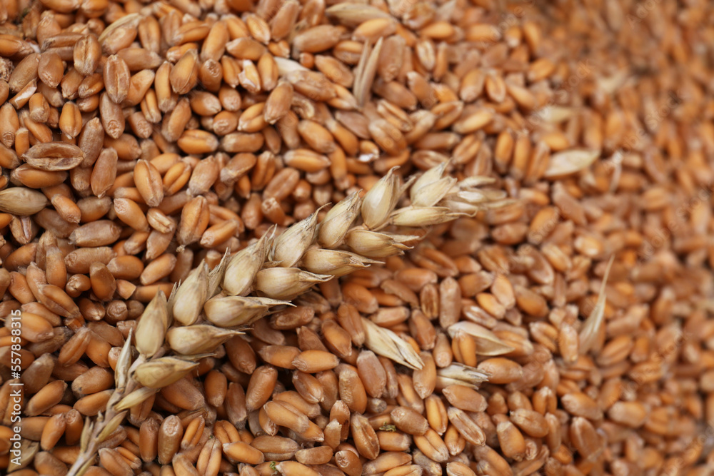 Many wheat grains and spikelet as background Many wheat grains and spikelet as background