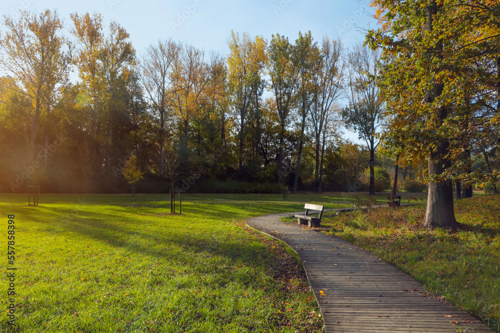 Obraz premium Picturesque view of park with beautiful trees and pathway on sunny day. Autumn season