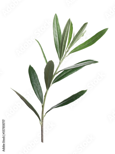 Fototapeta Naklejka Na Ścianę i Meble -  Olive twig with fresh green leaves on white background