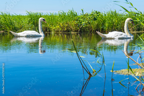 Fototapeta Naklejka Na Ścianę i Meble -  Two swans float peacefully in a ditch in a Dutch polder