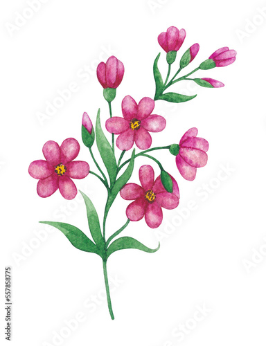 Twig with flowers isolated on a white background. Watercolor illustration. © Marisha paint