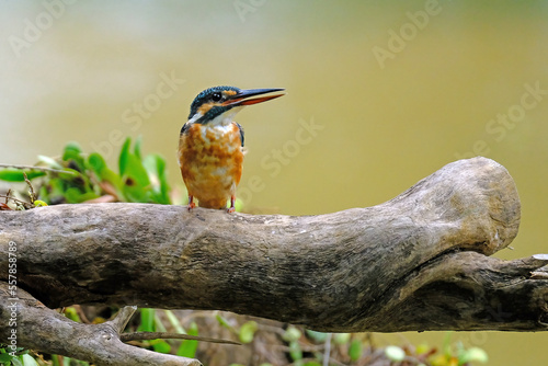 Photography kingfisher on branch