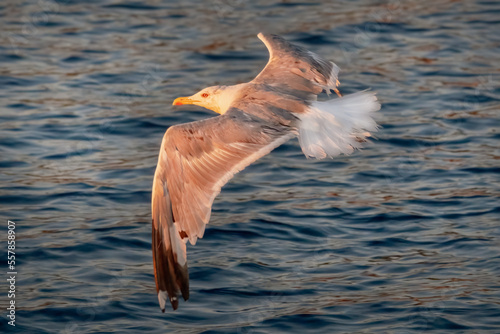 Fliegende Möwe im Abendlicht photo