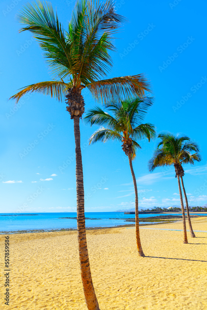 Obraz premium Tropical sandy beach with palms . Summertime vacation destination 