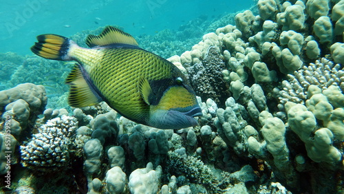 Titan fish (balistoides viridescens), and it is also sometimes called fish Trigger or blue-finned balisthod. Titan fish (balistoides viridescens), and it is also sometimes called fish .