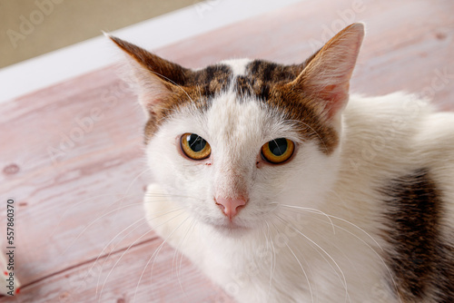 beautiful white cat lies with toys close-up