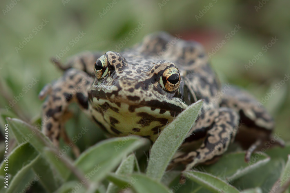 Fototapeta premium frog on the ground, rana temporaria