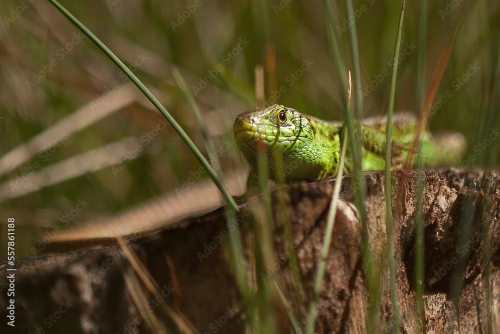 green lizard in the grass, sand lizard male, lacerta agilis green lizard in the grass, sand lizard male, lacerta agilis