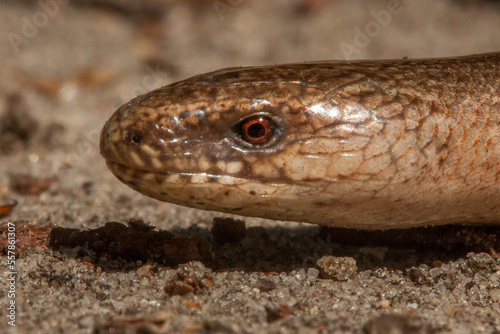  closeup of slow worm, deaf adder, blind worm,  hazelworm, Anguis fragilis photo