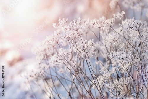 Beautiful winter scenery with frozen plants and sunshine