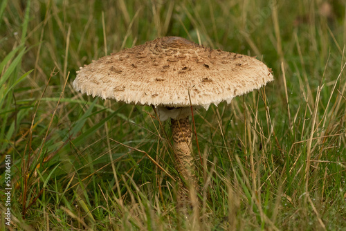 Fotografía parasol mushroom, Macrolepiota procera,  basidiomycete fungus