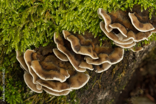 polypore mushroom, Trametes versicolor, Coriolus versicolor, Polyporus versicolor 