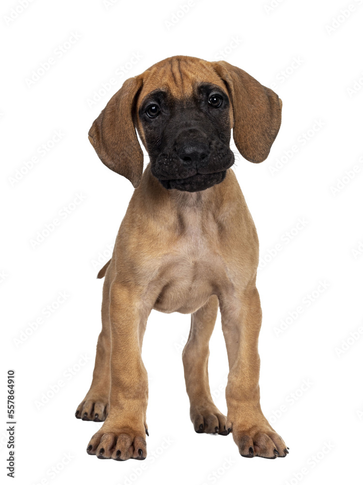Handsome naughty fawn / blond Great Dane puppy, standing facing front Looking beside lens with dark shiny eyes. Isolated cutout on transparent background.