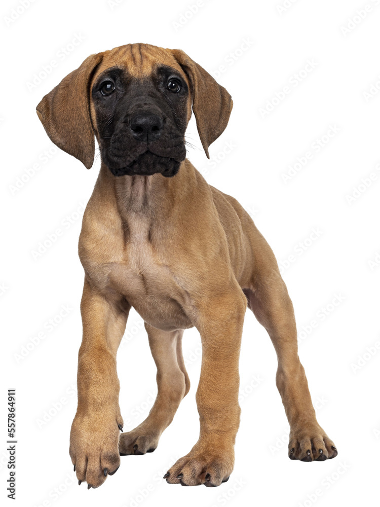 Handsome fawn / blond Great Dane puppy, walking towards camera. Looking beside lens with dark shiny eyes. Isolated cutout on transparent background. One paw in air for movement.