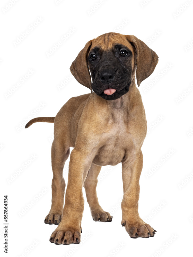 Handsome naughty fawn / blond Great Dane puppy, standing facing front Looking beside lens with dark shiny eyes. Isolated cutout on transparent background. Sticking out tongue.