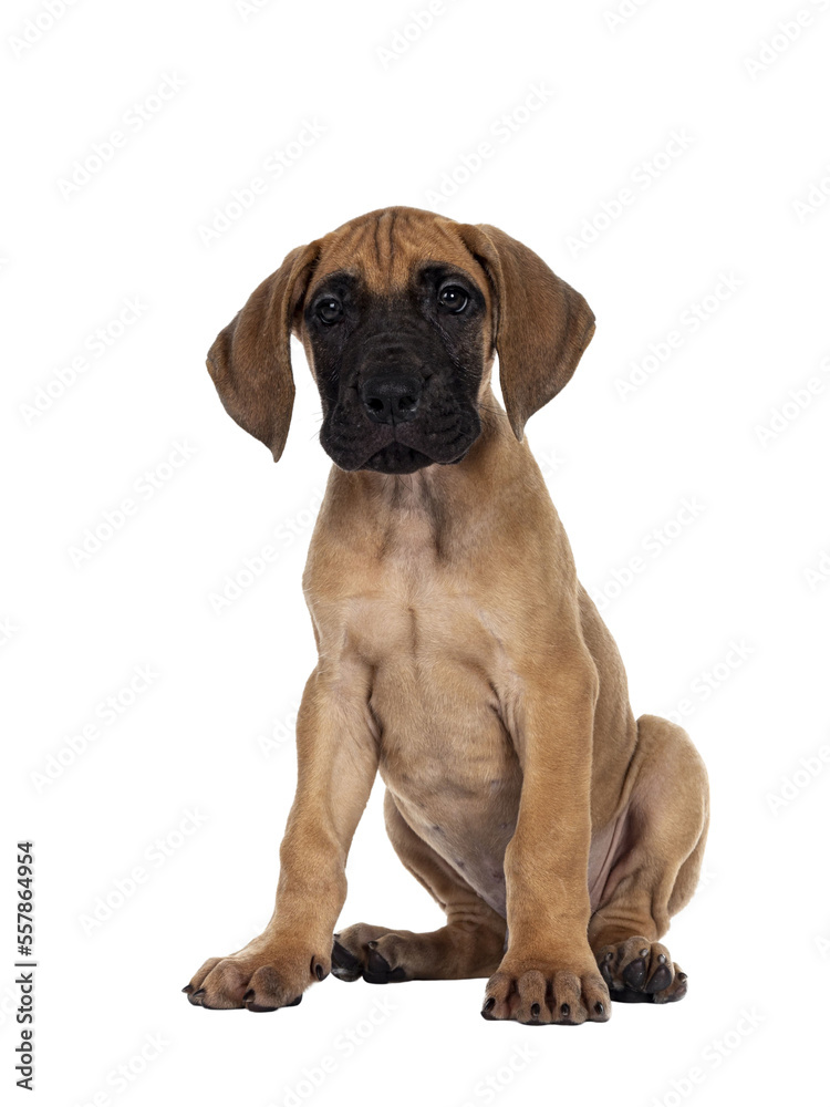 Handsome naughty fawn / blond Great Dane puppy, sitting facing front Looking straight to lens with dark shiny eyes. Isolated cutout on transparent background.