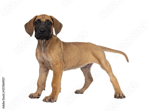 Handsome fawn   blond Great Dane puppy  standing side ways. Looking straight at lens with dark shiny eyes. Isolated cutout on transparent background.