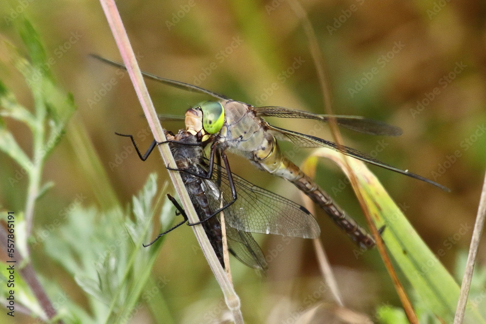 dragonfly eating another dragonfly, lesser emperor and libellula sp. dragonfly eating another dragonfly, lesser emperor and libellula sp.