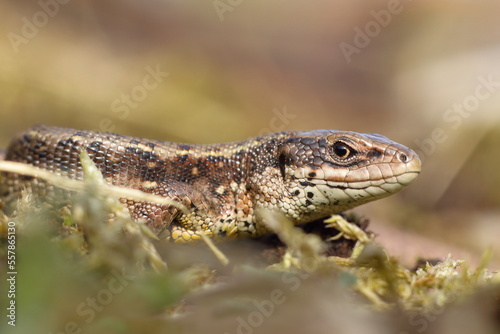 closeup of a lizard