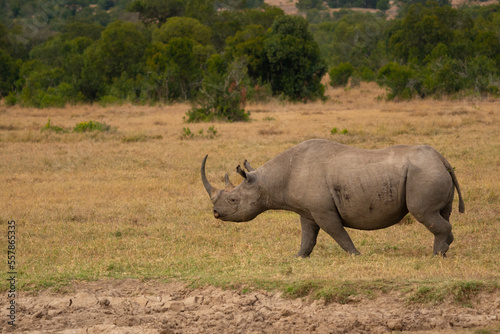 White Rhinoceros Ceratotherium simum Square-lipped Rhinoceros at Khama Rhino Sanctuary Kenya Africa.