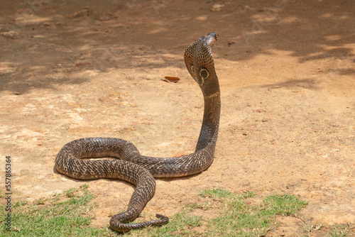 The cobra is the common name of some elapids able to widen the ribs to form the famous hood.
