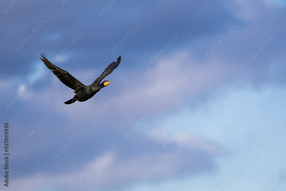 Obraz premium 夕暮れの空を飛ぶカワウ