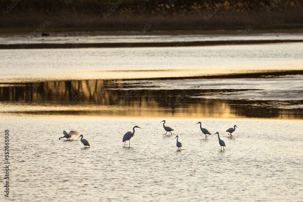 Naklejka premium 夕暮れの池とシラサギ