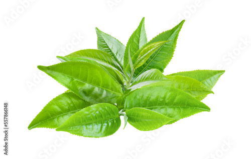 green tea leaf isolated on transparent png