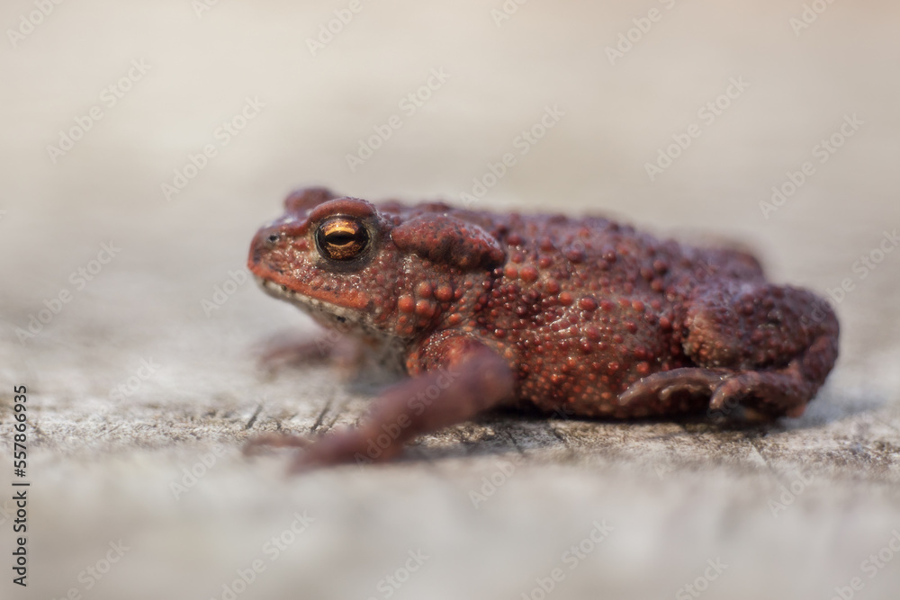Obraz premium young specimen of common toad, bufo bufo