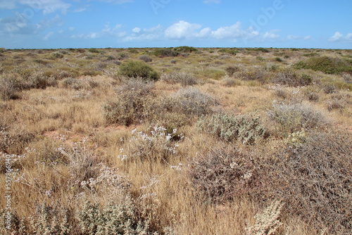 prairie at shark bay in australia