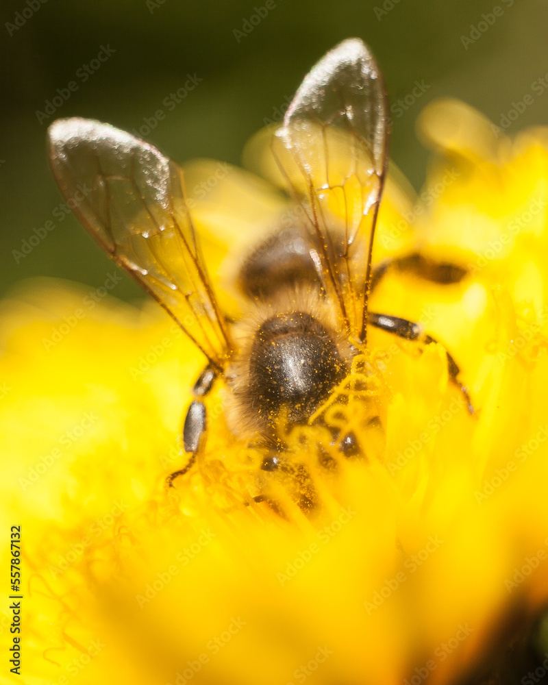 workaholism, bee diving into a flower in search of pollen and flower nectar workaholism, bee diving into a flower in search of pollen and flower nectar