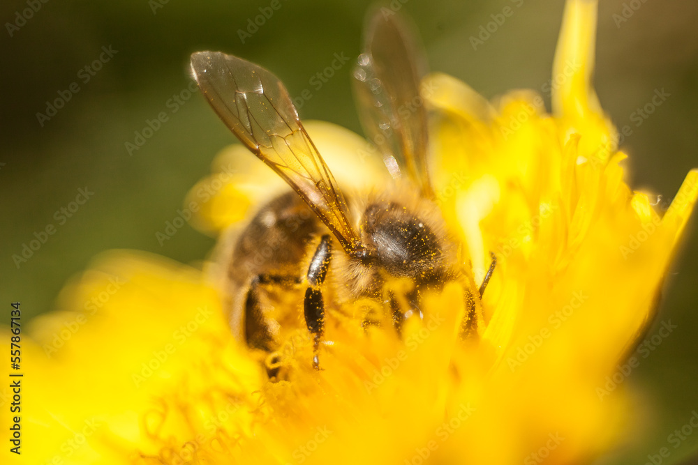 bee diving into a yellow flower in search of nectar and pollen bee diving into a yellow flower in search of nectar and pollen