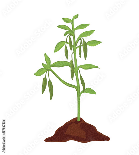 Growth stages of green pepper plant.