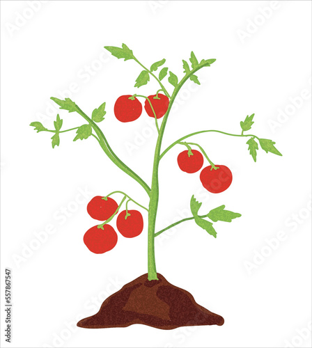 Growth stages of tomato plant.  vector illustration