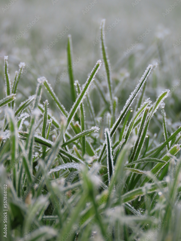 Frozen Grass Frozen Grass