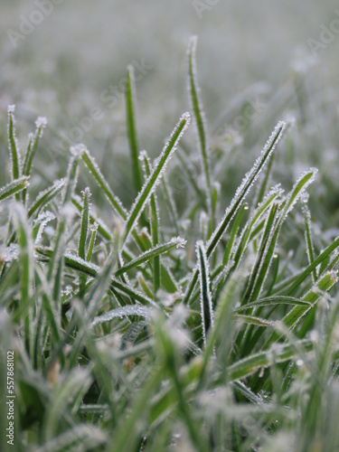 Frozen Grass © voor_de_lens