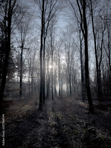morning in the forest © Martijn