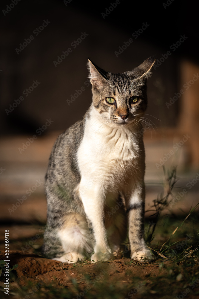 cat feline resting sunbathing outside on ground cat feline resting sunbathing outside on ground